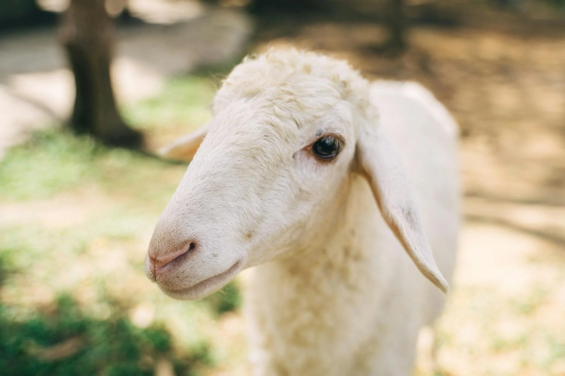 Aqiqah Bayi Perempuan Berapa Kambing