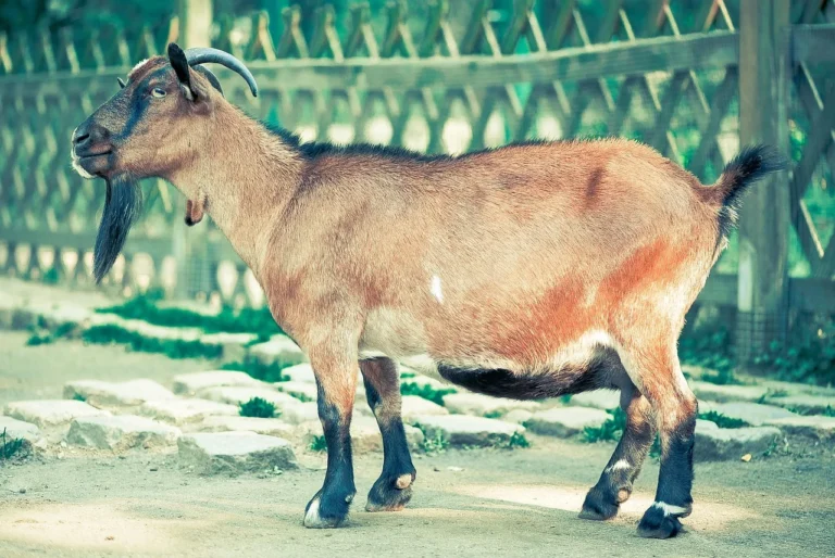 Aqiqah Kambing Guling