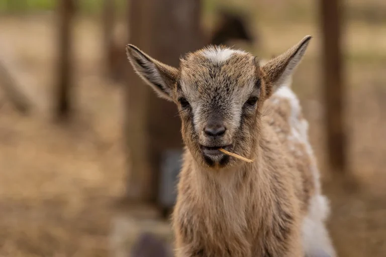 Baby Boy Goat
