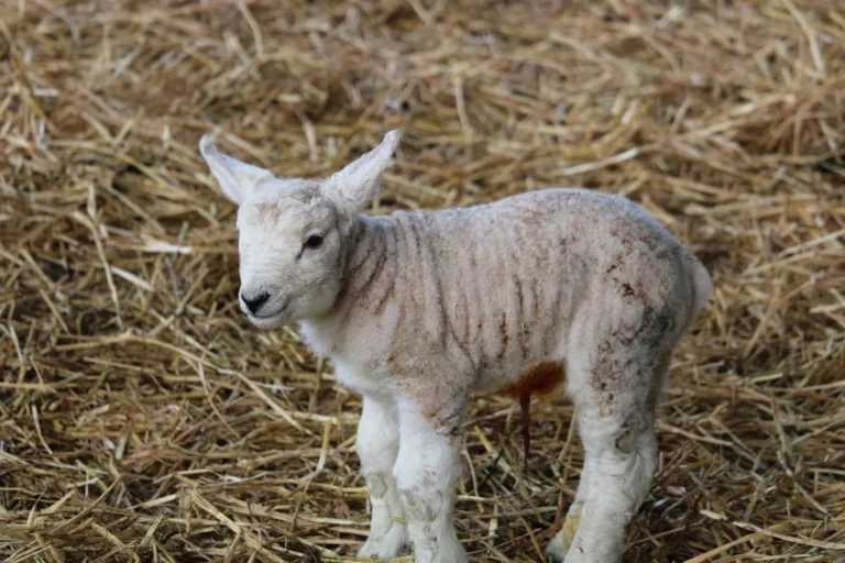 Baby Girl Sheep