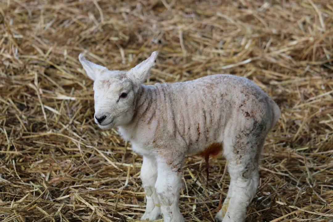 Baby Girl Sheep