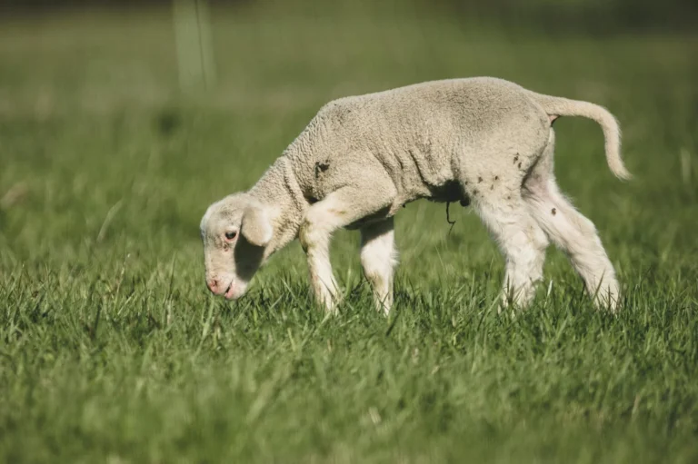Baby Quran Sheep