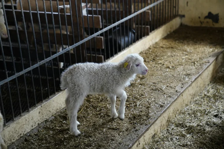 Baby Sheep
