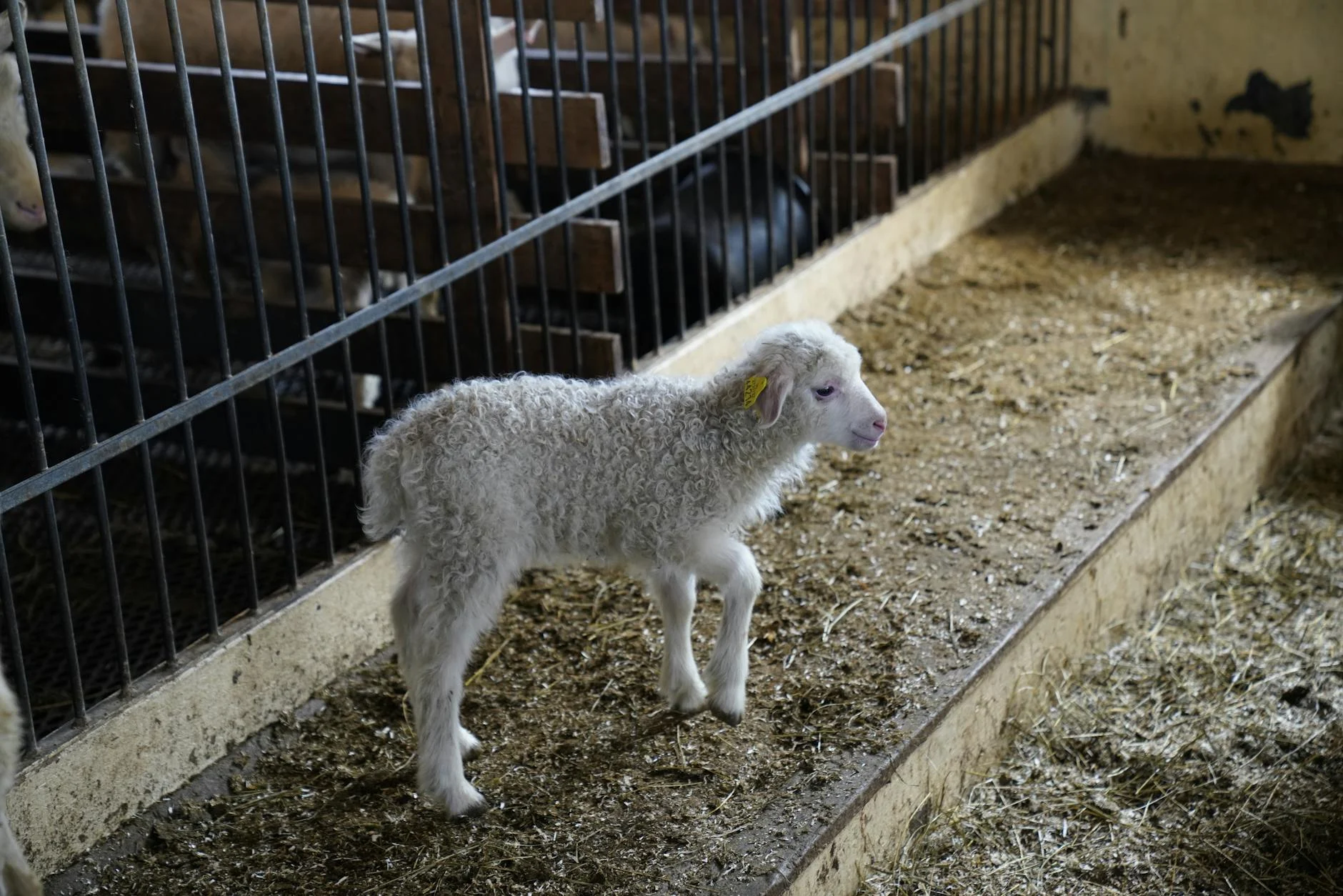 Baby Sheep