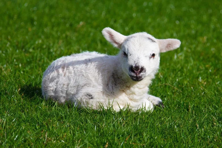 Baby Sheep