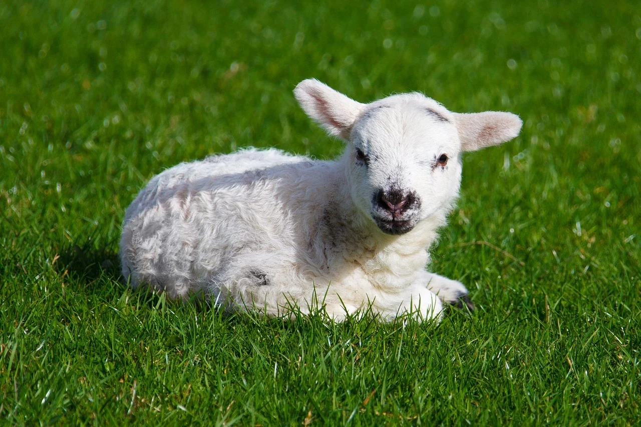 Baby Sheep