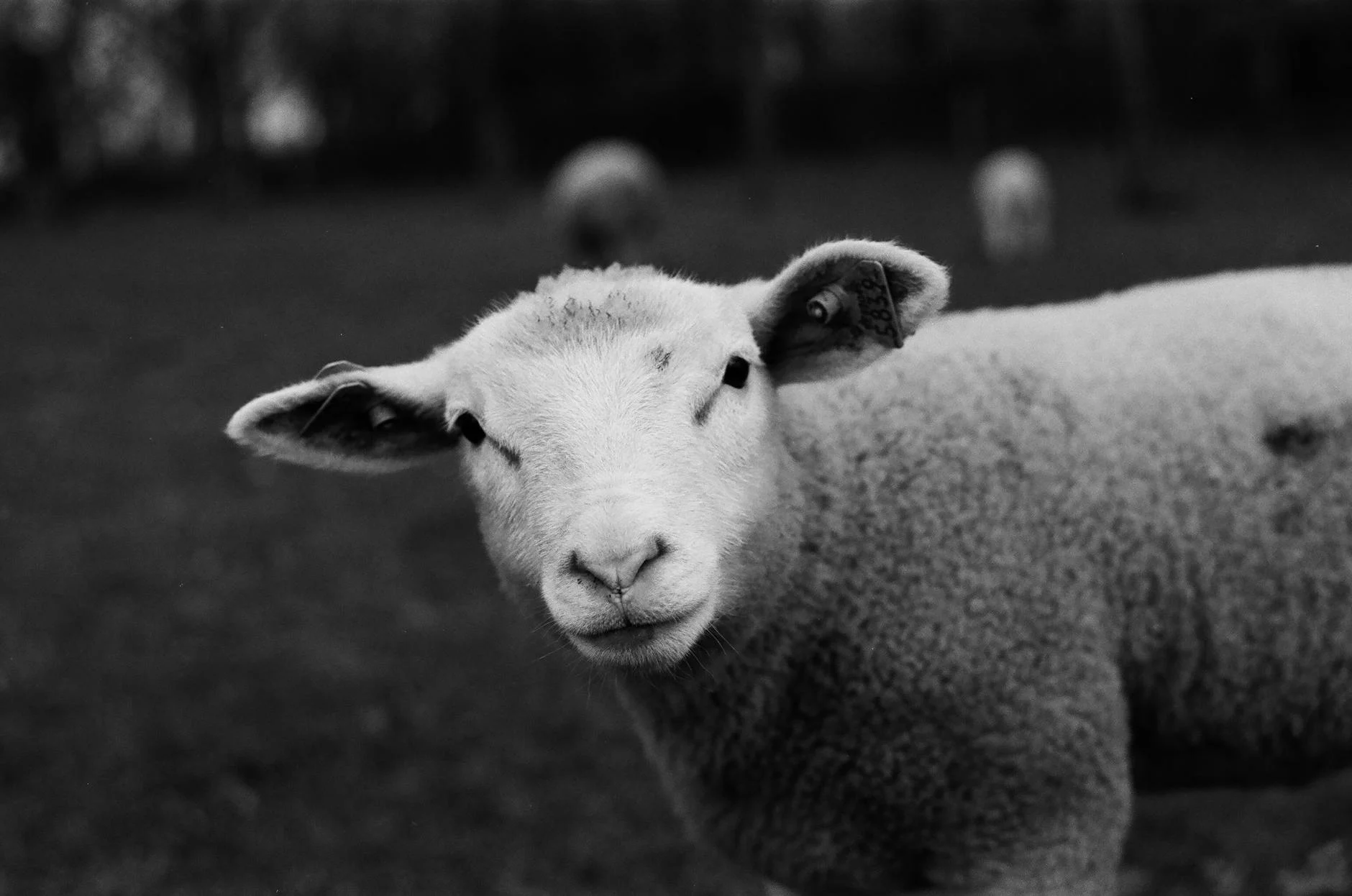 Hukum Tidak Aqiqah Bagi Yang Tidak Mampu - Penjelasan Lengkap 2 Baby Sheep