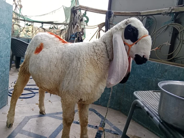 Biaya Aqiqah Anak Laki Laki 2 Kambing