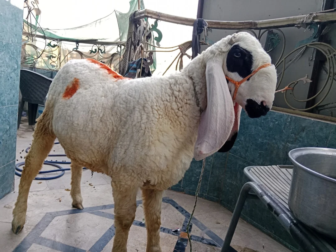 Biaya Aqiqah Anak Laki Laki 2 Kambing