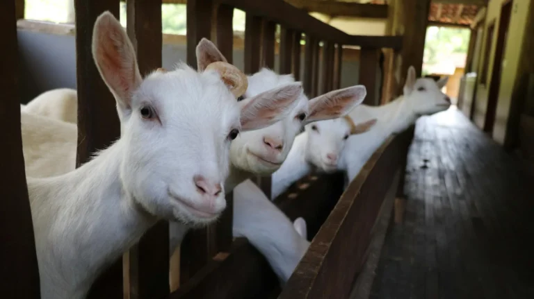 Biaya Aqiqah Anak Laki Laki 2 Kambing