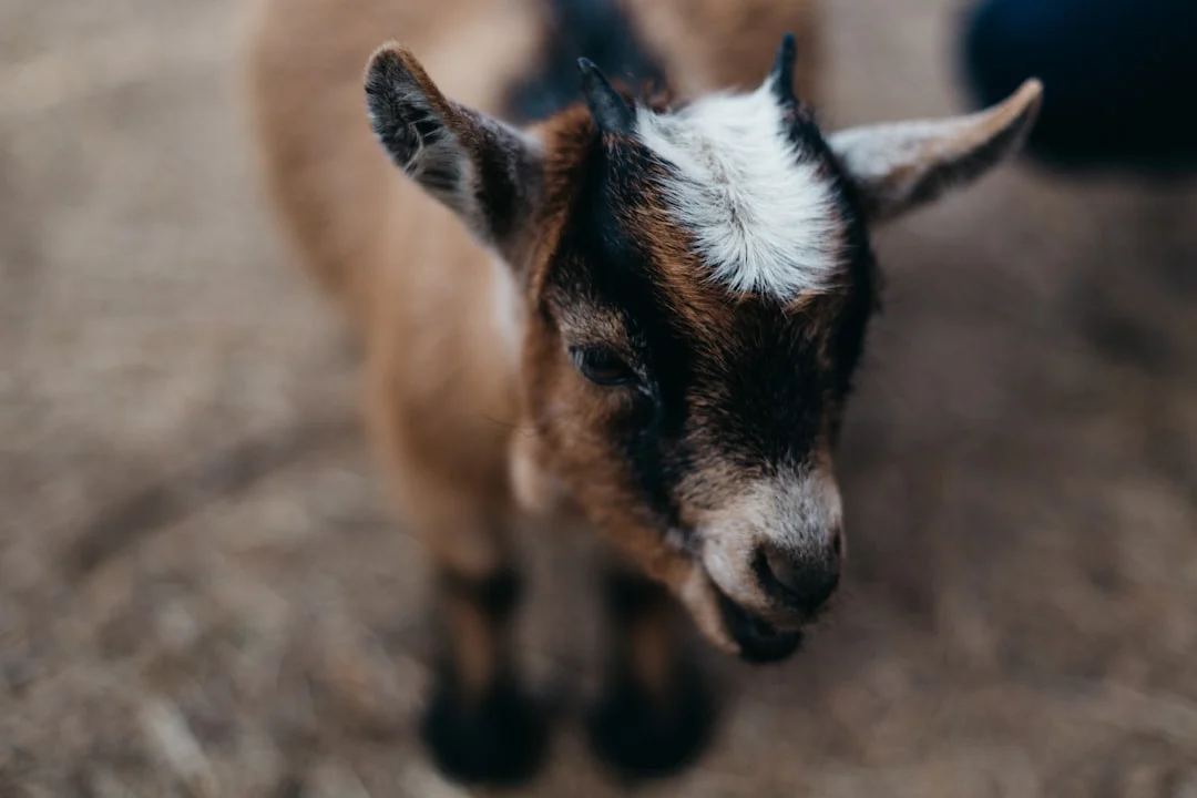 Harga Paket Aqiqah 2026 Probolinggo: Praktis &Amp; Sesuai Syariat 1 Brochure Baby Goat