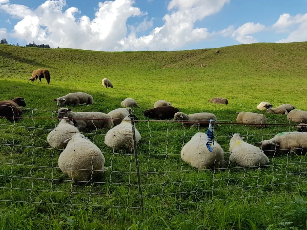 Cek Harga Kambing Aqiqah Hari Ini