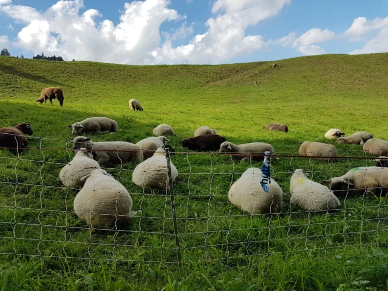 Cek Harga Kambing Aqiqah Hari Ini