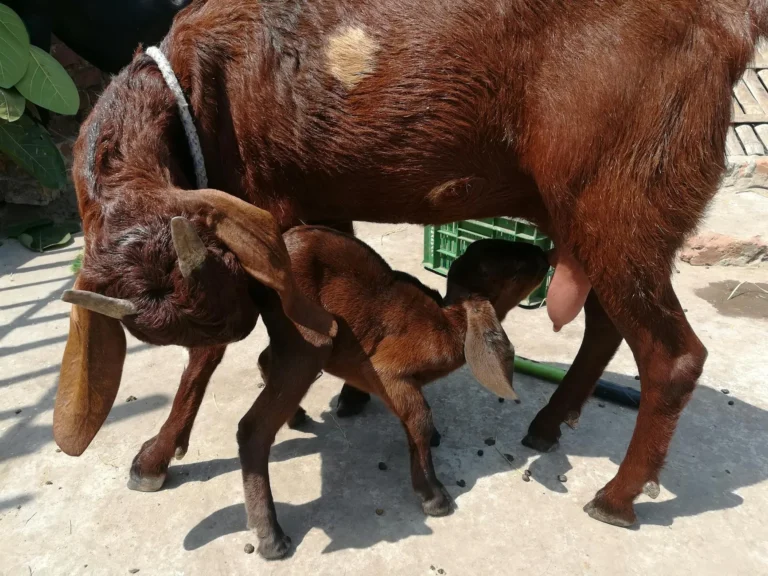 Goat Baby Child