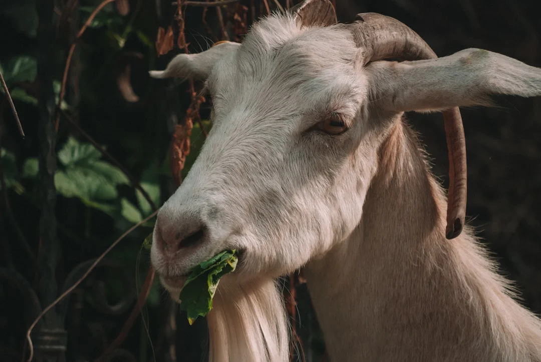 Goat Butcher