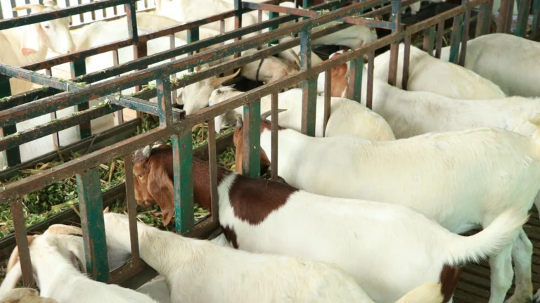 Goat Farm