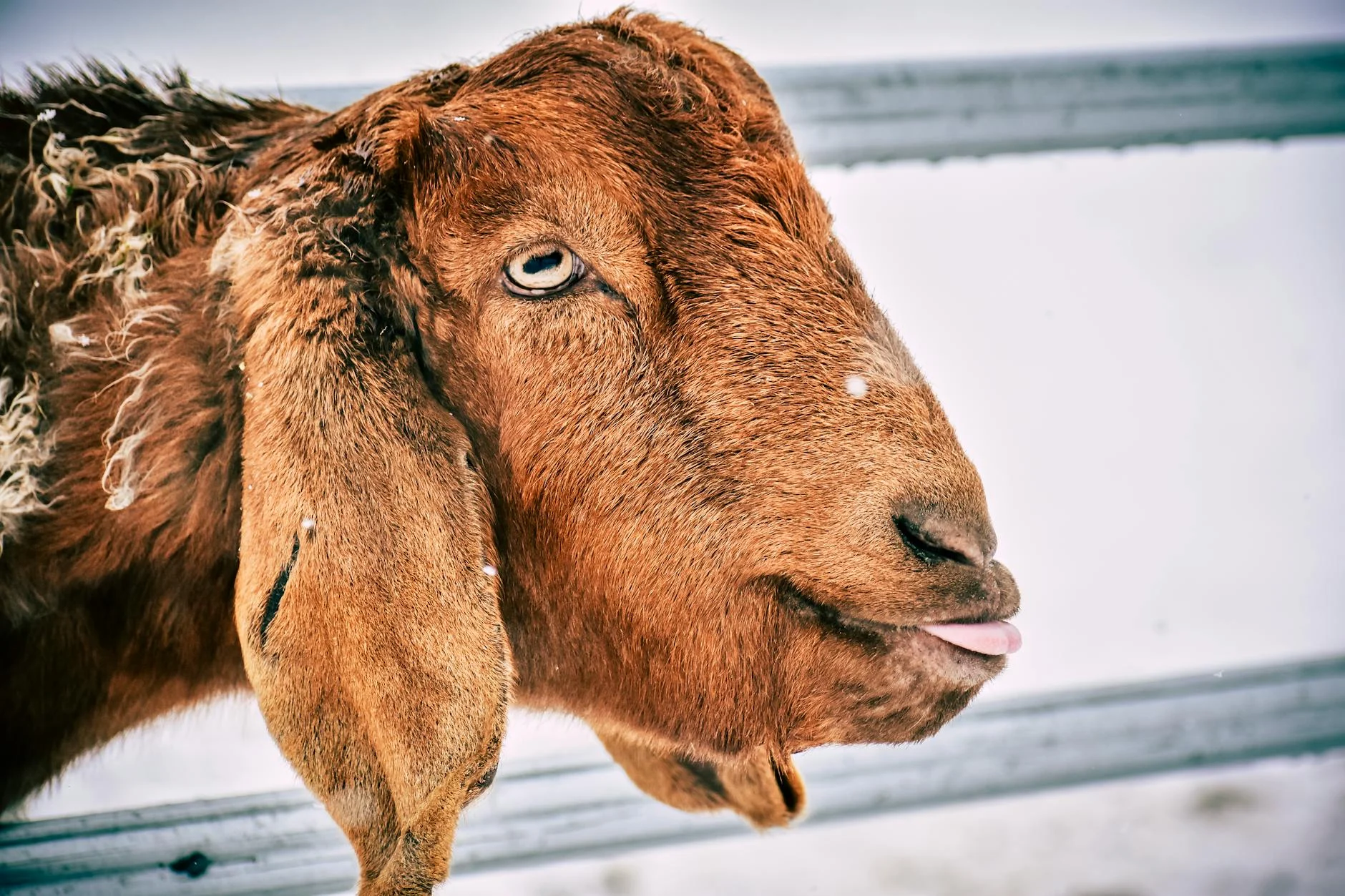 Tips Masakan Aqiqah Probolinggo Tidak Prengus &Amp; Lezat 4 Goat Farm Animal Livestock
