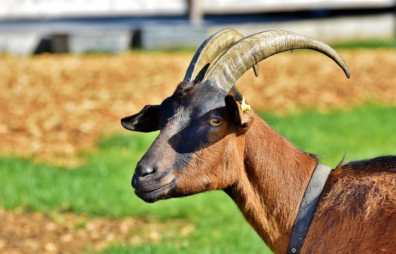 Goat Farm Islamic Ritual Professional Catering