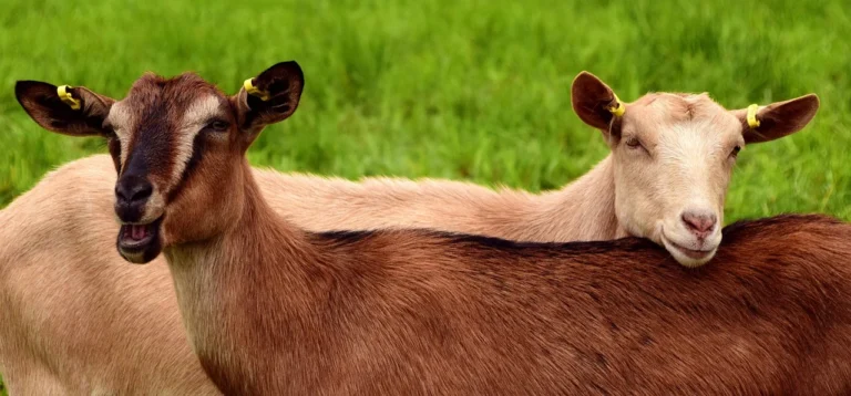 Goat Islamic Ritual