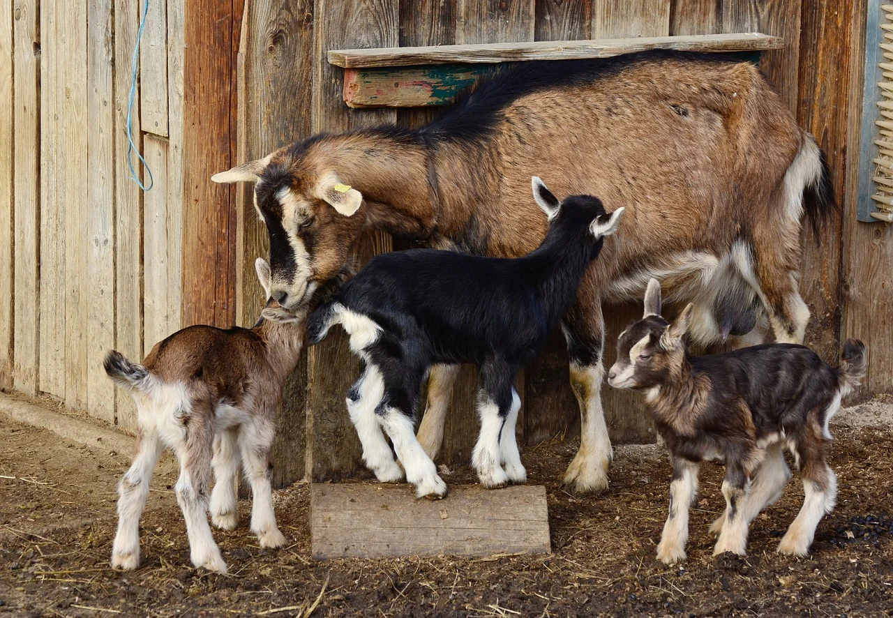 Goat Islamic Ritual