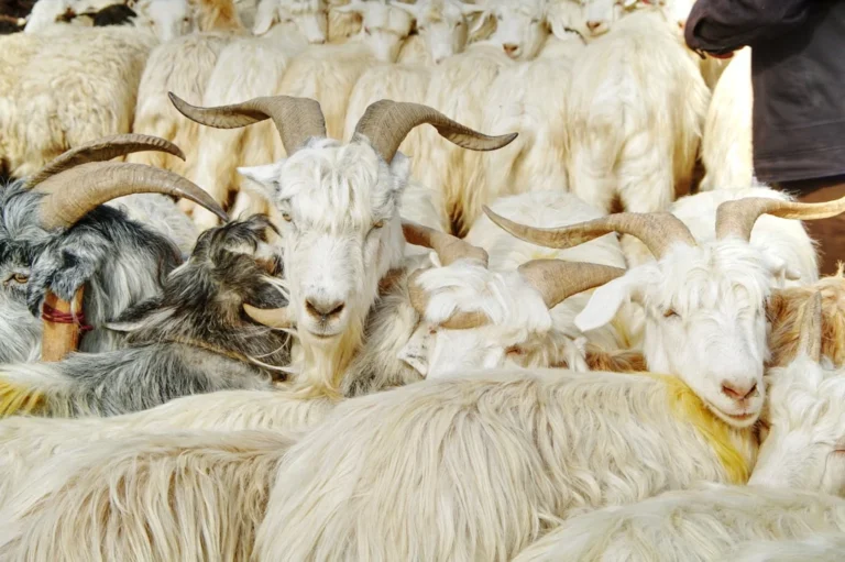 Goat Livestock