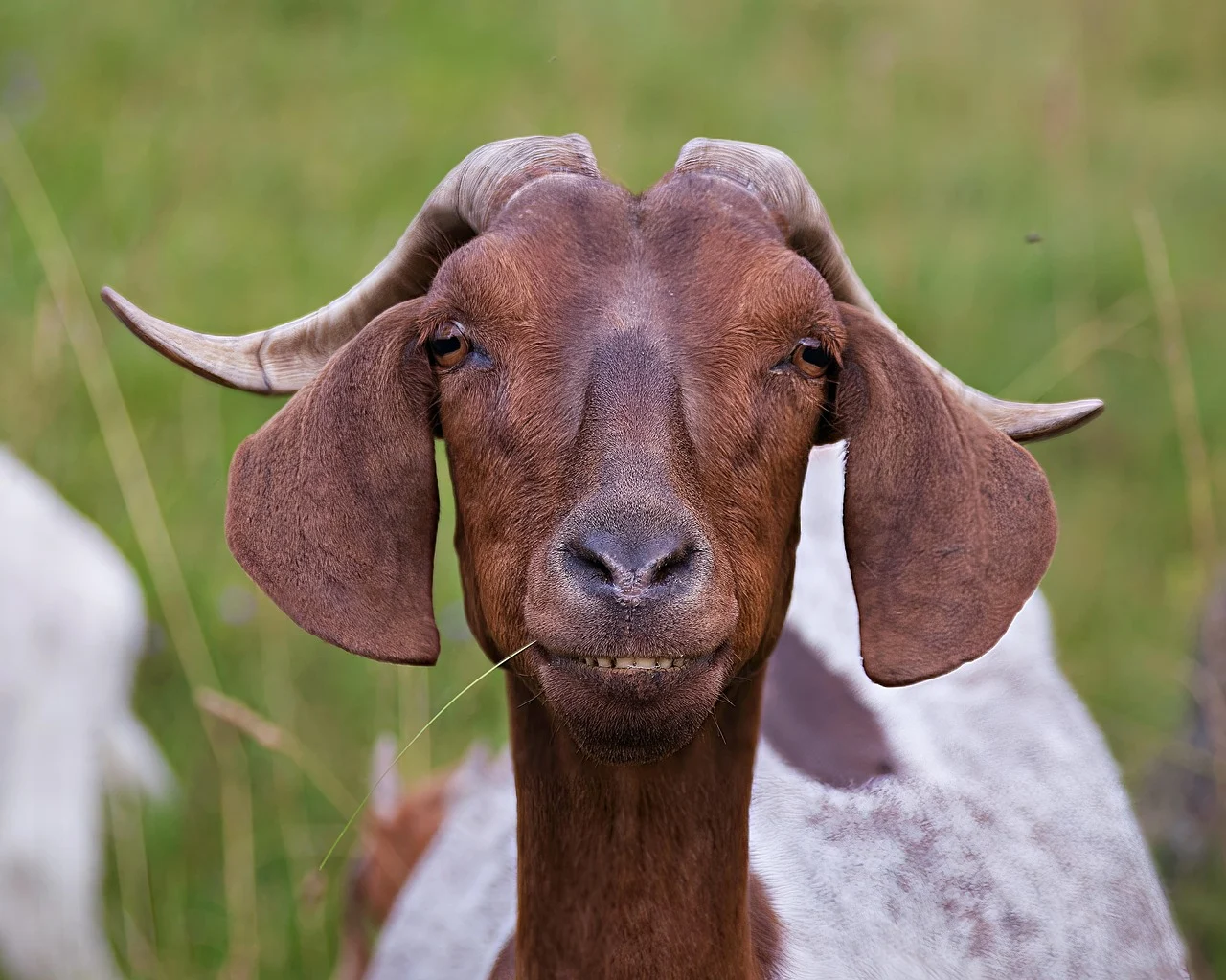 Goat Livestock