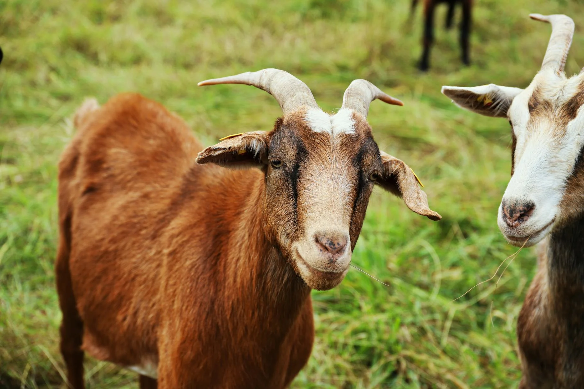 Kaffah Aqiqoh Probolinggo Kedopok: Praktis &Amp; Sesuai Syariat 4 Goat Livestock