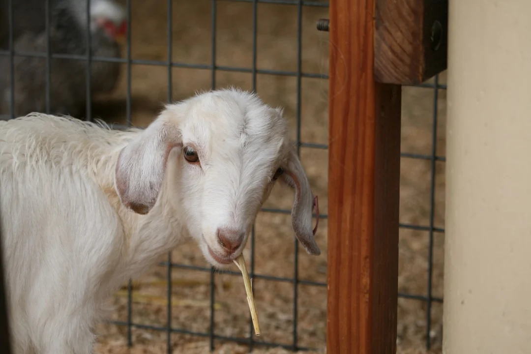 Goat Livestock