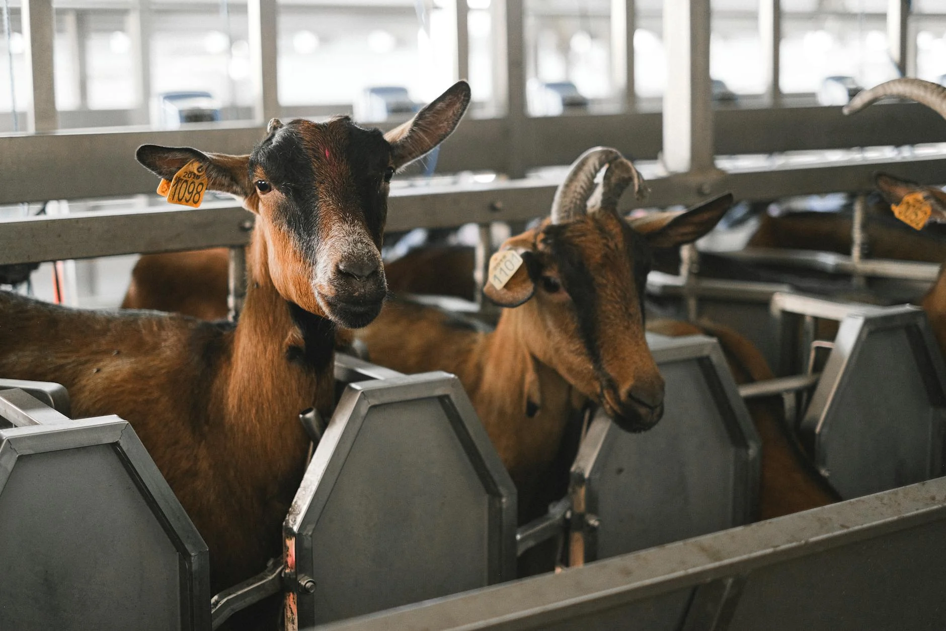 Goat Livestock Farm