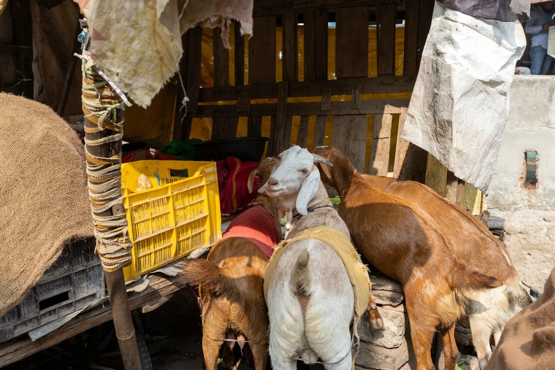 Goat Livestock Market