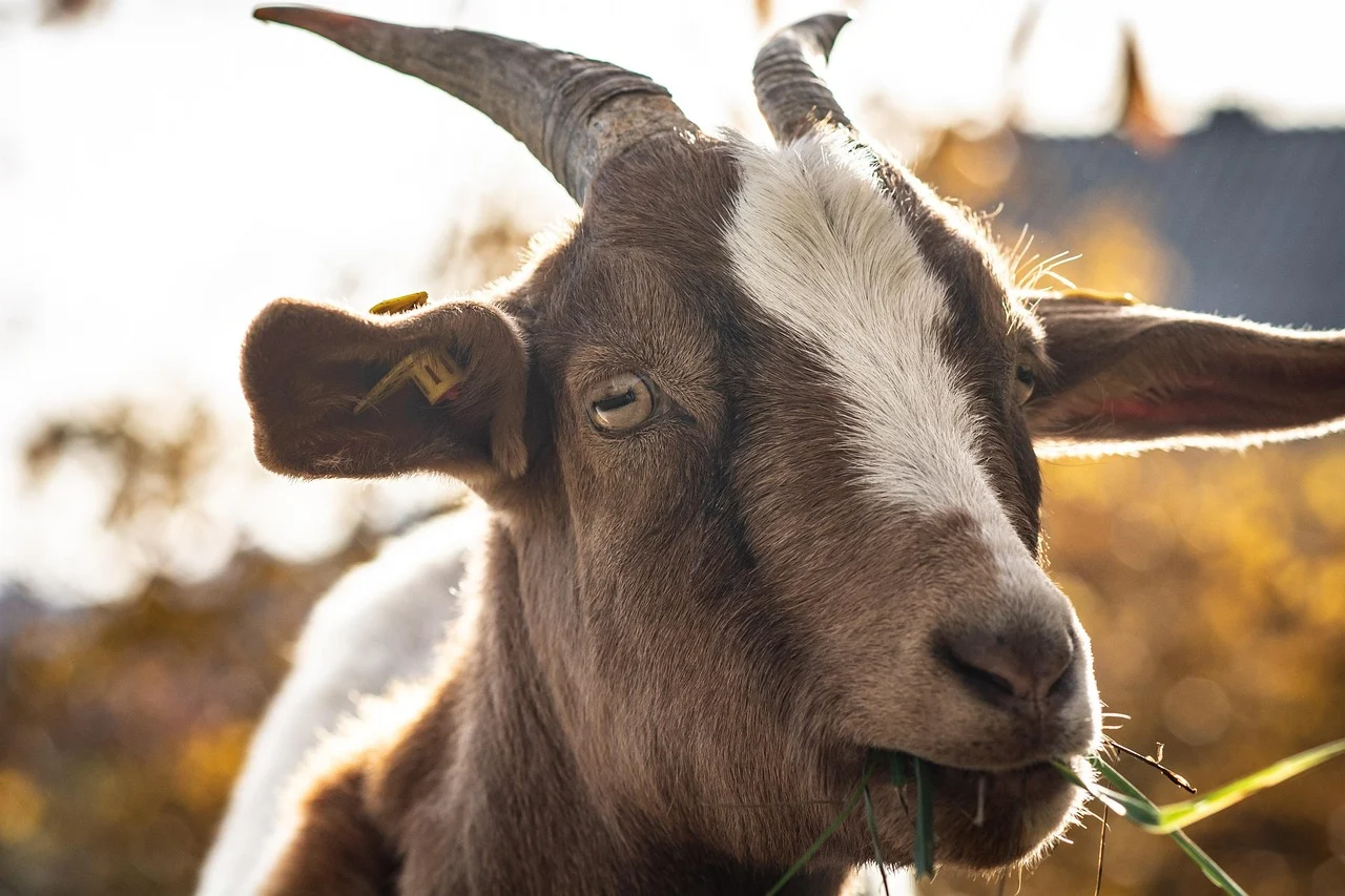 Goat Livestock