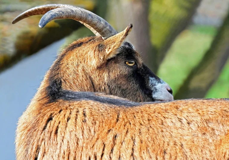 Harga Kambing Aqiqah Probolinggo Termurah &Amp; Sesuai Syariat 1 Goat Money