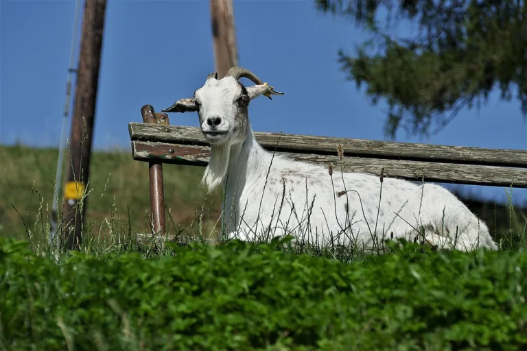 Goat Sacrifice