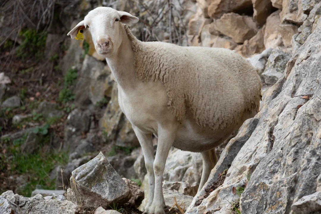 Goat Sheep Islamic Slaughter