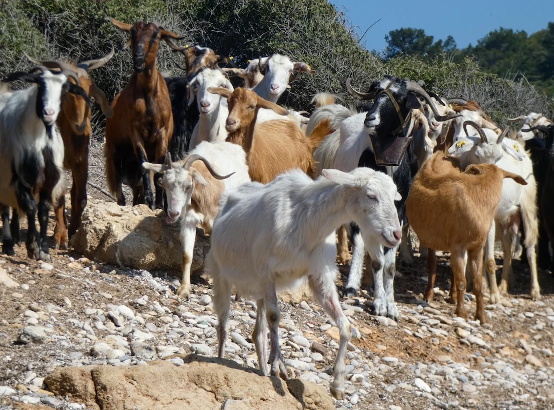 Goat Slaughter Video Camera