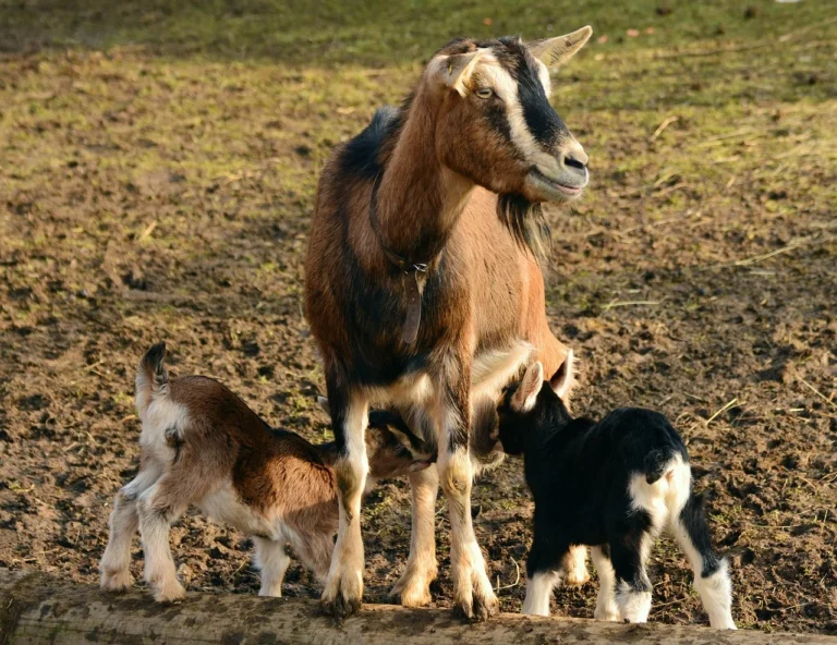 Gule Kambing Aqiqah Probolinggo