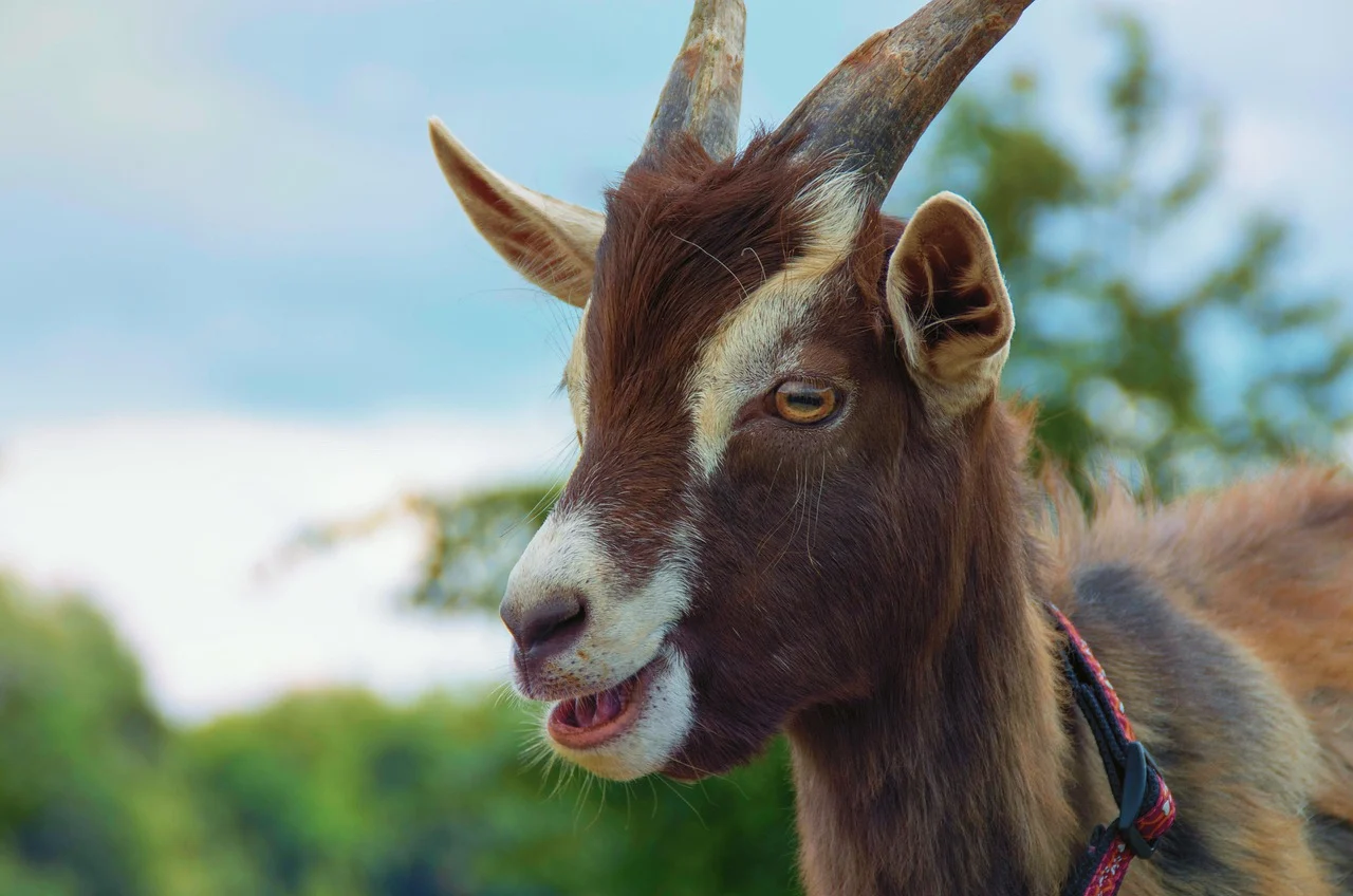 Healthy Goat Farm Animal