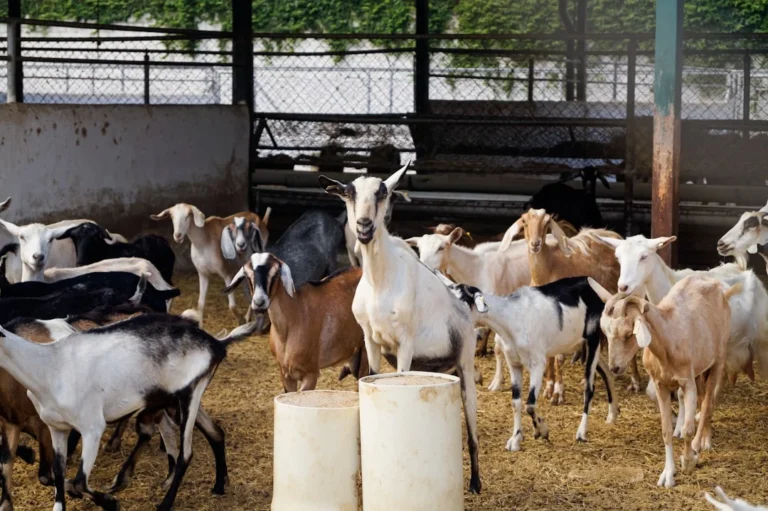 Healthy Goat Livestock Farm