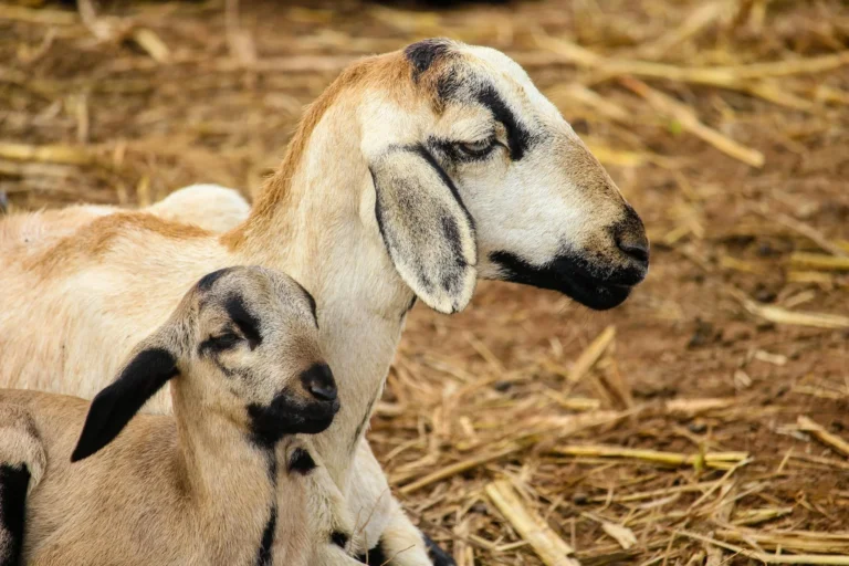 Healthy Goat Livestock Farm