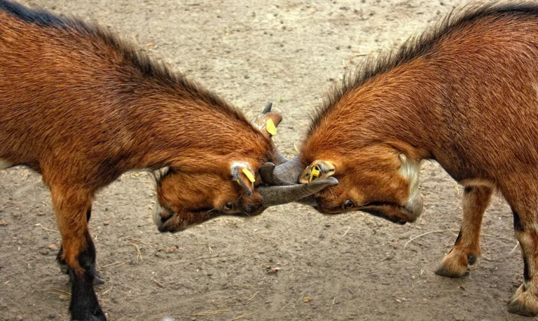 Jual Kambing Aqiqah Probolinggo