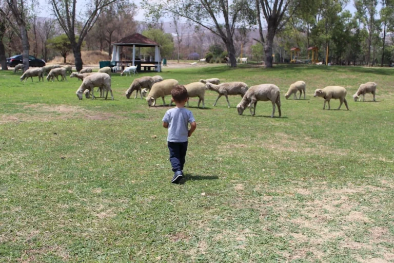 Jumlah Kambing Aqiqah Anak Laki Laki