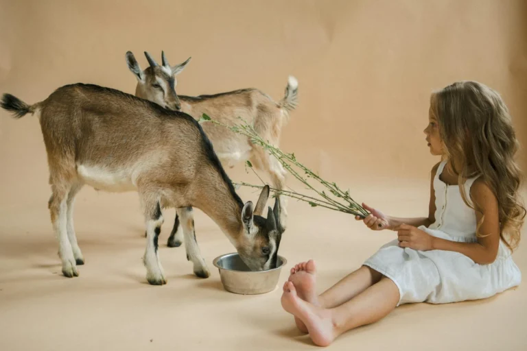 Jumlah Kambing Aqiqah Anak Laki Laki
