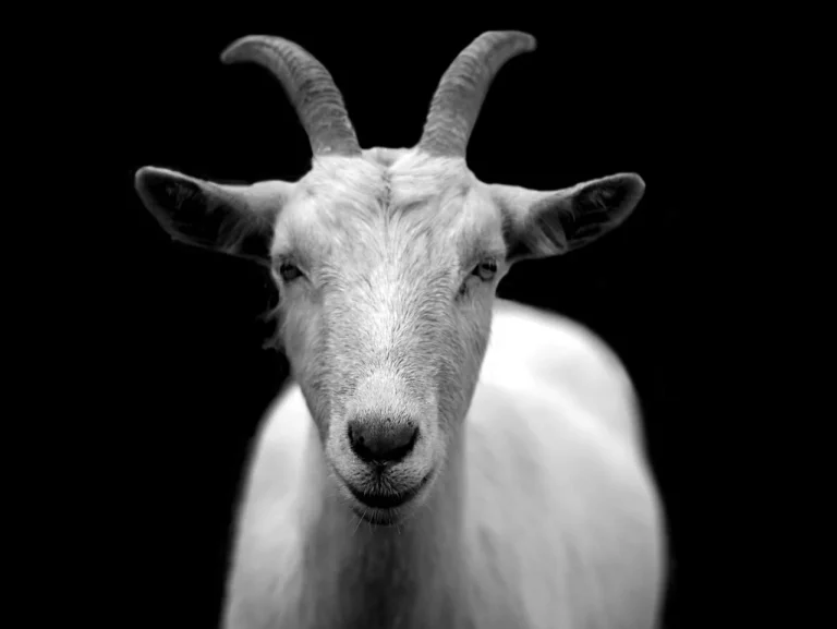 Jumlah Kambing Aqiqah Anak Perempuan