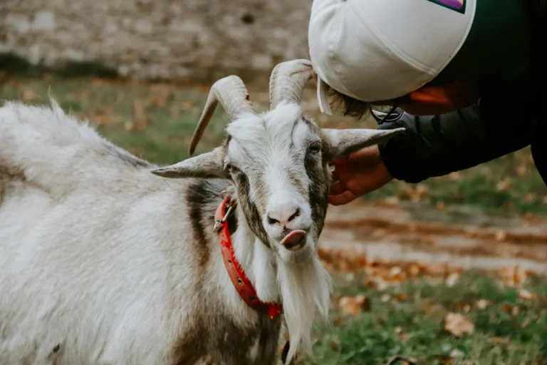 Kambing Aqiqah Probolinggo Jantan