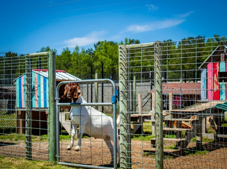 Kambing Aqiqah Jantan Probolinggo: Layanan Syar'I &Amp; Praktis 1 Male Goat Livestock Farm