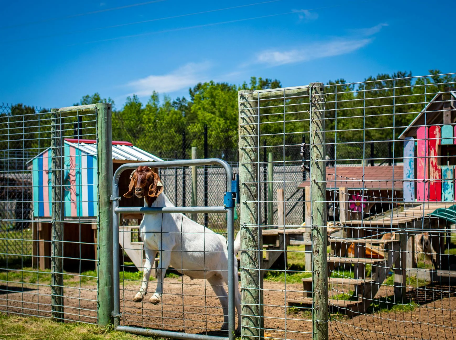 Male Goat Livestock Farm