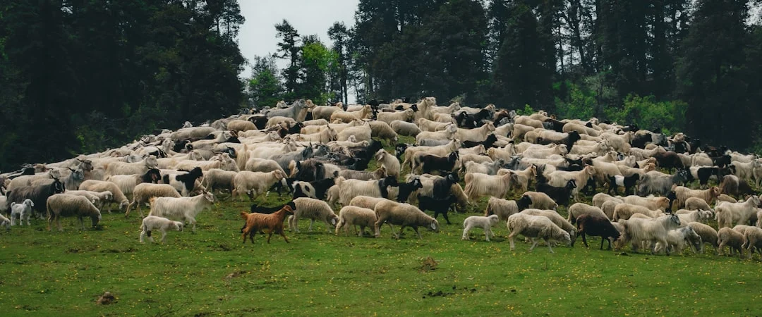 Menu Aqiqah Kambing Guling Probolinggo Terbaik &Amp; Syar'I 6 Mengapa Kambing Guling Kami Jadi Rebutan Di Probolinggo?