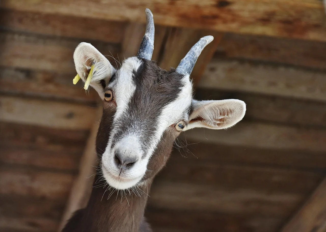 Apa Saja Isi Paket Nasi Kotak Aqiqah Probolinggo? Cek Disini! 2 Mutton Satay Goat Curry