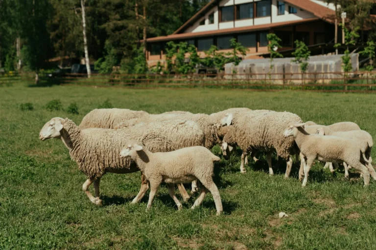 Perbedaan Aqiqah Dan Qurban