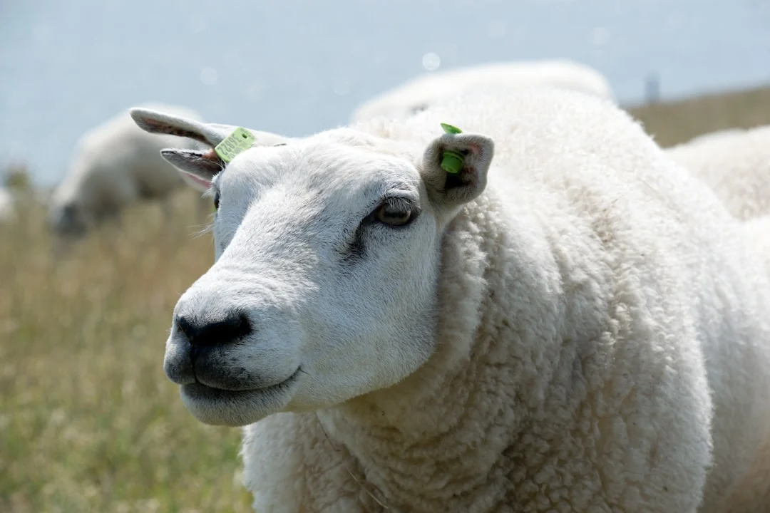 Professional Chef Healthy Sheep